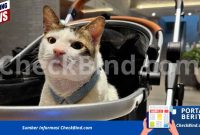 Bobby Kertanegara, kucing peliharaan Presiden Prabowo,
