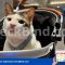 Bobby Kertanegara, kucing peliharaan Presiden Prabowo,