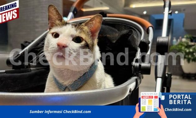 Bobby Kertanegara, kucing peliharaan Presiden Prabowo,