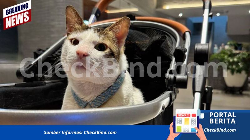 Bobby Kertanegara, kucing peliharaan Presiden Prabowo,