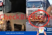 Induk Gajah Menangis di Samping Anak video viral mengguncang jagat maya, memperlihatkan seekor induk gajah yang tak kuasa ditinggal anak