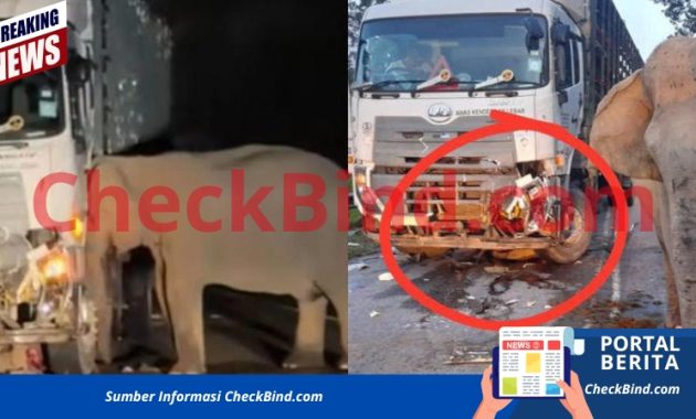 Induk Gajah Menangis di Samping Anak video viral mengguncang jagat maya, memperlihatkan seekor induk gajah yang tak kuasa ditinggal anak